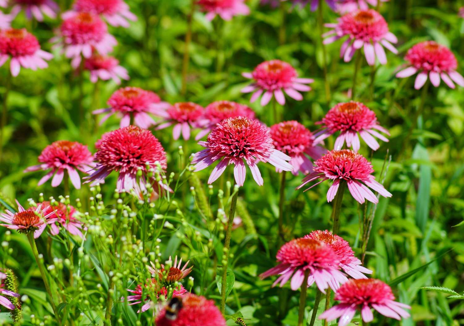 Punahattu Echinacea 'Raspberry Truffle'